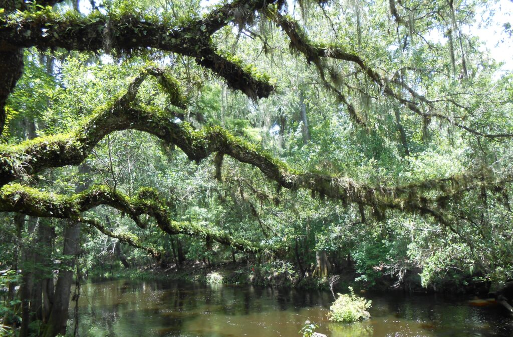 Hillsborough River-A Time Capsule